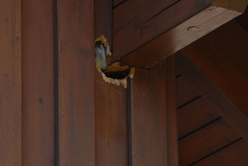 Woodpecker Damage